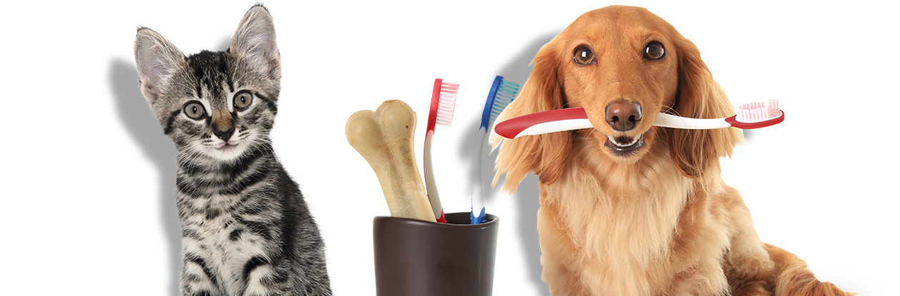 cat and dog dental care