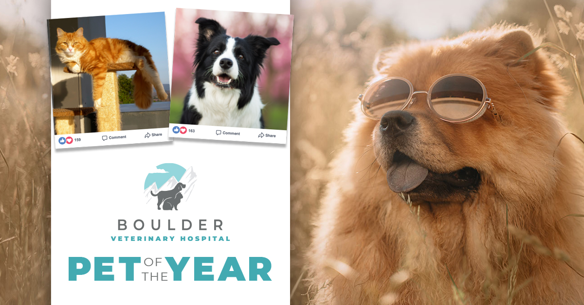 2020 Pet of the Year Contest Boulder Veterinary Hospital