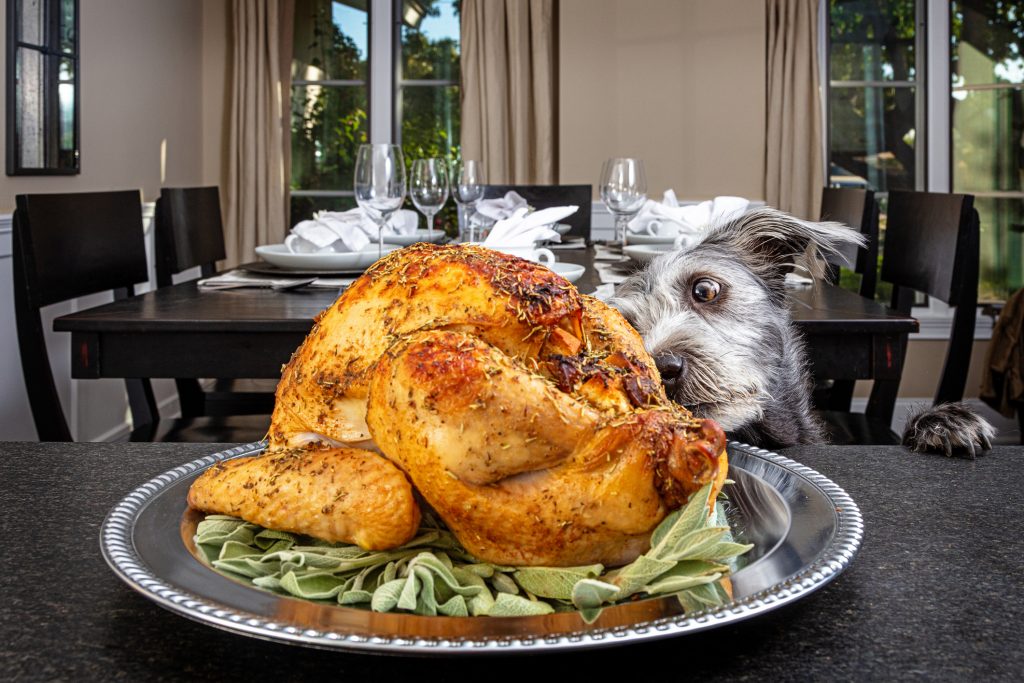 Dog looking at turkey on a table