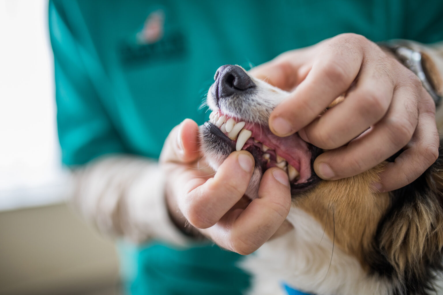 Dog Tooth Abscesses Causes and Treatment Boulder Veterinary Hospital