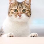 white cat with brown face having their front paws on the counter