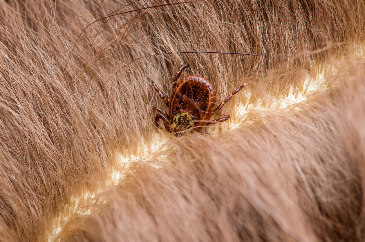 Understanding and Preventing Dog Lyme Disease Boulder Veterinary Hospital