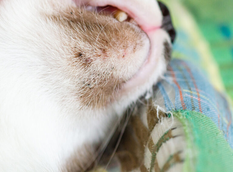 Cat Acne Causes, Prevention, and Treatment Options Boulder