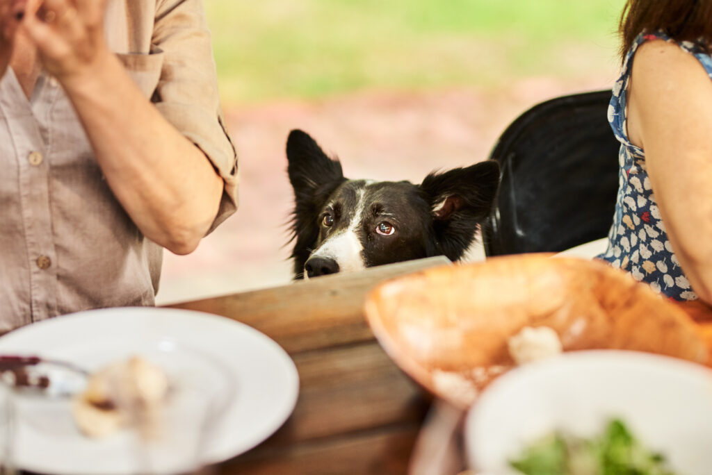 dog-watching-owner-for-food