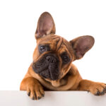 dog with head tilted