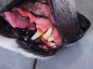 dog dental disease symptoms