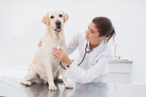 veterinarian-listening-to-dog's-heart