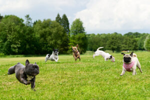 dogs-playing-in-an-open-field