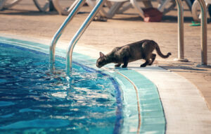 cat-standing-near-edge-of-swimming-pool