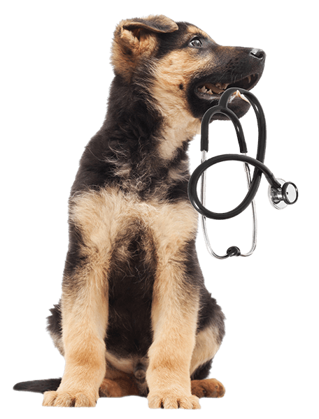 tan and black puppy holding a stethoscope in its mouth