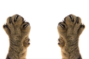 brown cat paws with claws on white background