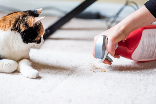 cat watching owner clean up stain on a rug