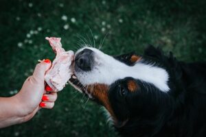 dog eating turkey leg outside