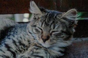 close up of cat sleeping