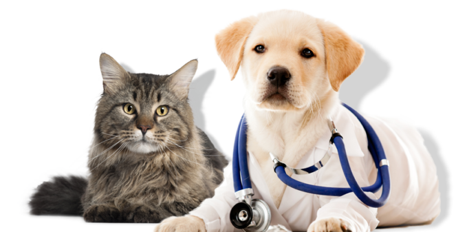Labrador retriever puppy wearing stethoscope laying next to fluffy brown cat