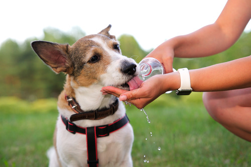 dog drinking water out of female owner's hand while at the park