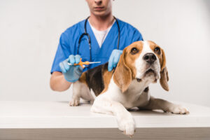 male vet holding syringe for microchipping a beagle dog