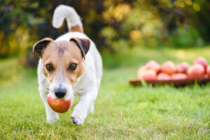 jack russell terrier walking through grassy area with a red apple in his mouth