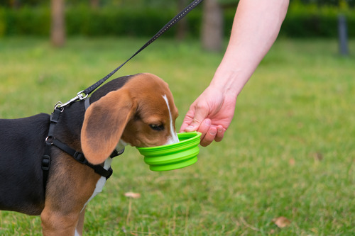 beagle dog drinking out of a portable water bowl on a walk