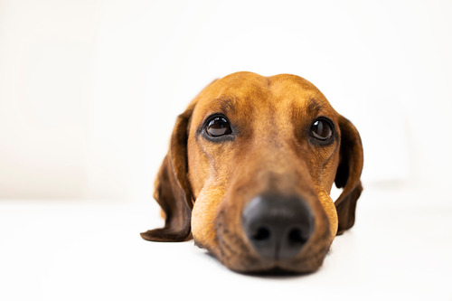 close up of dachshund dog with swollen muzzle after allergic reaction to a bee sting