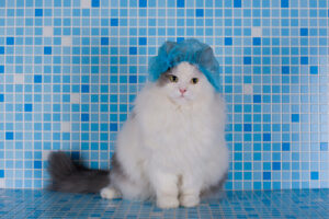 gray and white cat sitting in blue and white tiled shower wearing a shower cap over its ears and head