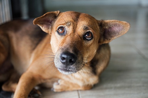Brown dog laying on ground looking up with sad eyes