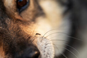 close up of sable-colored shepherd dog with mosquito on muzzle