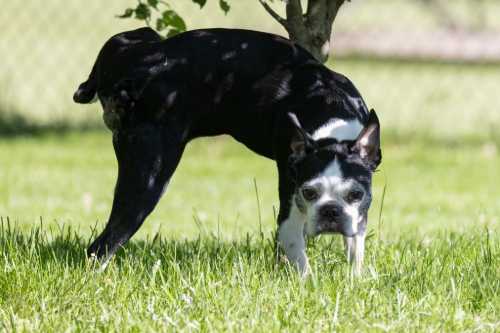 male Boston terrier peeing on tree in sunny yard