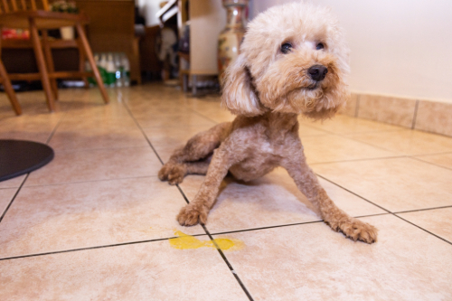 apricot poodle laying on floor in front of yellow vomit