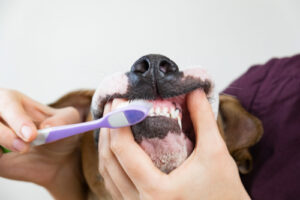 a dog getting his teeth brushed by a person