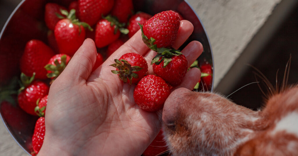 owner offering dog a few strawberries while dog sniffs closely