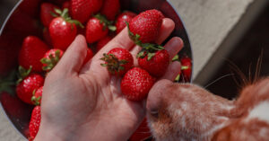 owner offering dog a few strawberries while dog sniffs closely