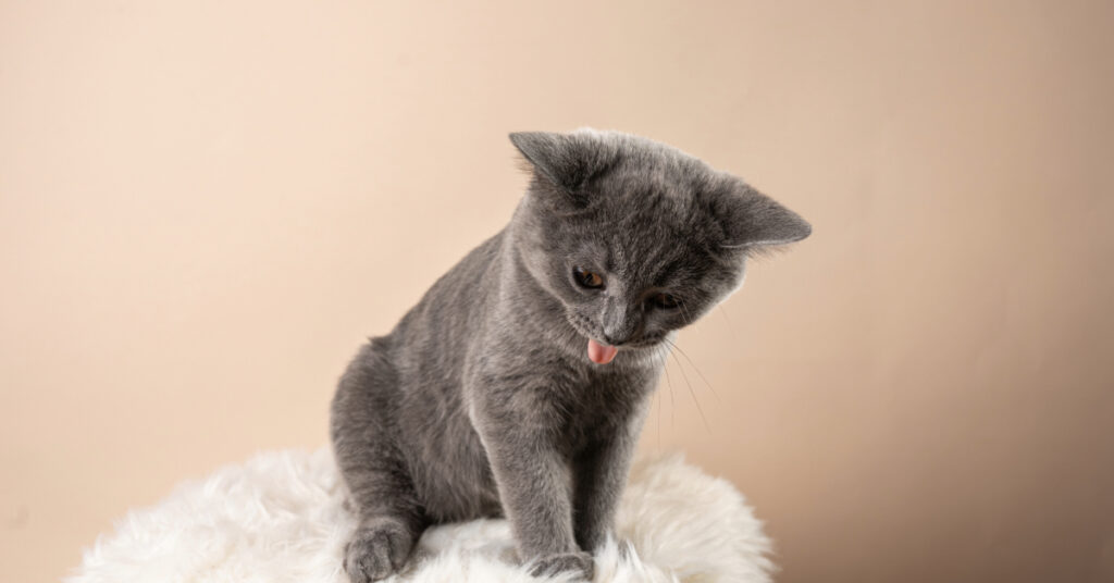 small gray kitten sitting on a chair coughing