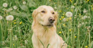 golden retriever dog sitting in a field of dandelions