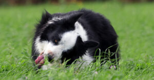 border collie dog laying in the grass while eating grass