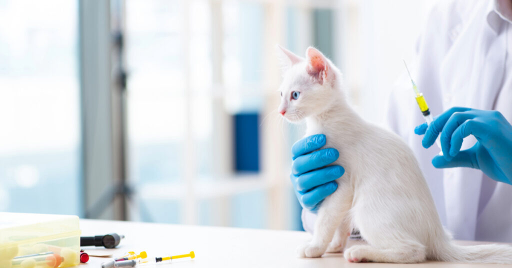 small white kitten about to receive a vaccine at the vet clinic