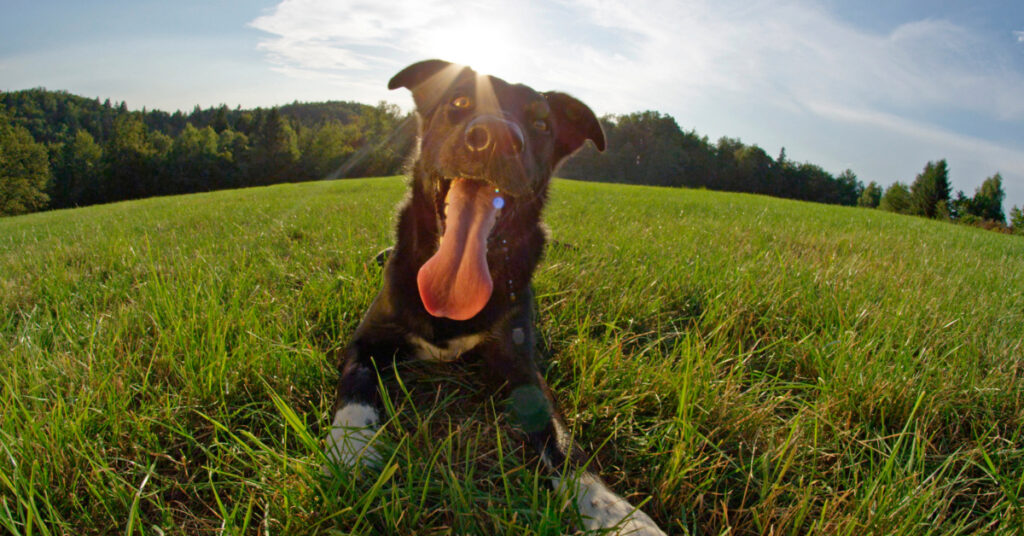 dog panting while laying in the grass in a field