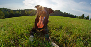 dog panting while laying in the grass in a field